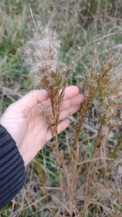 Schizachyrium microstachyum