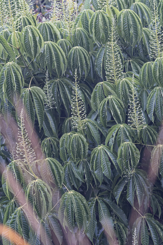 Aesculus assamica · iNaturalist