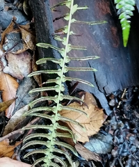 Blechnum australe