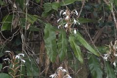 Hedychium spicatum