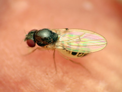 Mycodrosophila