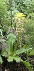Eucomis bicolor