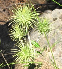 Ptilostemon hispanicus