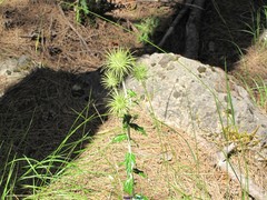 Ptilostemon hispanicus