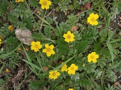 Argentina anserina