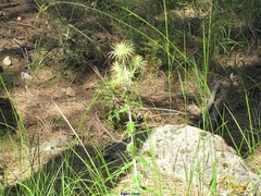 Ptilostemon hispanicus