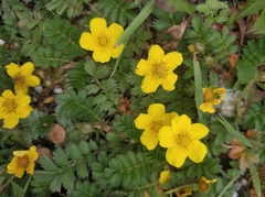 Argentina anserina