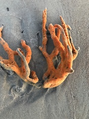 Axinella polycapella