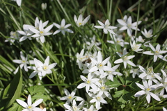 Ornithogalum woronowii