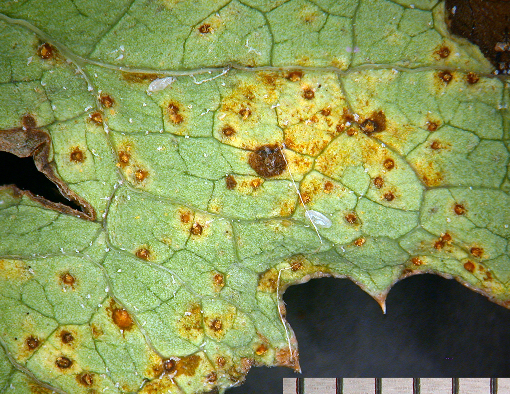 Sonchus rust