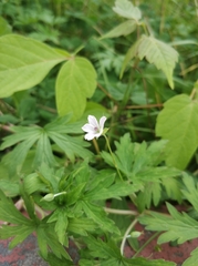 Geranium sibiricum
