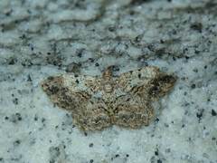 Psilalcis galsworthyi