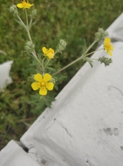 Potentilla argentea