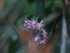 Rhododendron breviperulatum