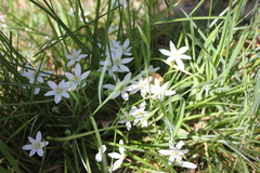 Ornithogalum woronowii