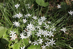Ornithogalum woronowii