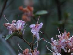 Rhododendron breviperulatum
