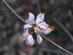 Rhododendron breviperulatum