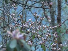 Rhododendron breviperulatum