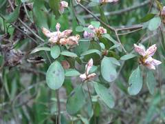 Rhododendron breviperulatum