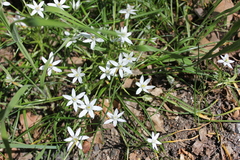 Ornithogalum woronowii