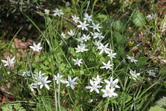 Ornithogalum woronowii
