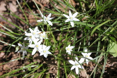Ornithogalum woronowii