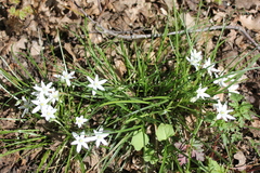 Ornithogalum woronowii