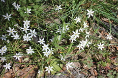Ornithogalum woronowii