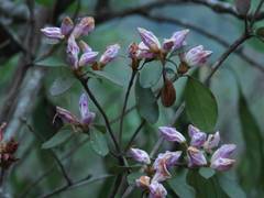 Rhododendron breviperulatum