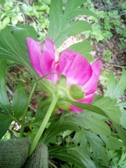 Paeonia anomala