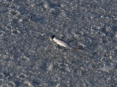 Habroscelimorpha dorsalis saulcyi
