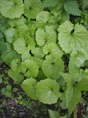 Alliaria petiolata