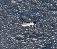 Habroscelimorpha dorsalis saulcyi
