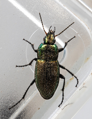 Poecilus cupreus