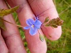 Veronica chamaedrys