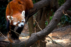 Ailurus fulgens