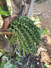 Caryota urens