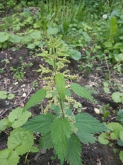 Urtica dioica