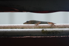 Anolis aeneus