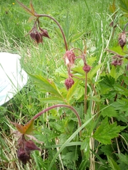 Geum rivale