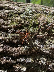 Tanyptera