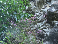 Rhododendron breviperulatum