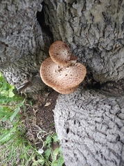Cerioporus squamosus