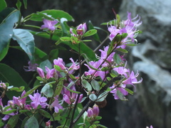 Rhododendron breviperulatum