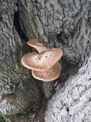 Cerioporus squamosus