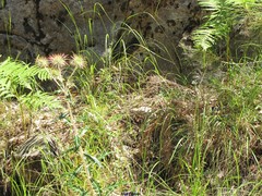 Ptilostemon hispanicus