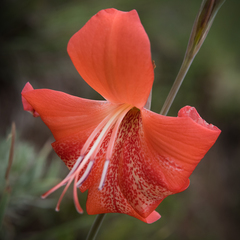 Gladiolus saundersii