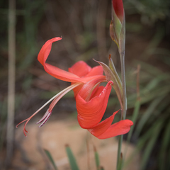 Gladiolus saundersii