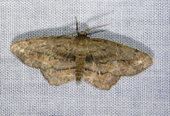 Hypagyrtis brendae